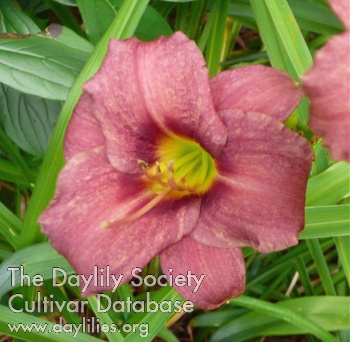 Daylily Raspberry Pixie