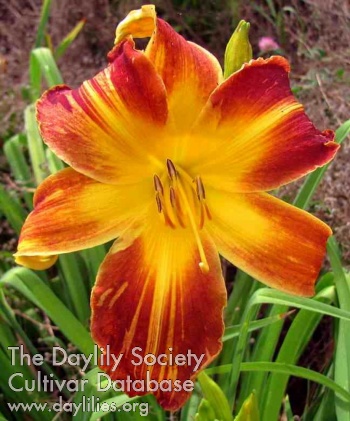 Daylily Read 'Em and Weep