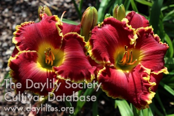 Daylily Red Blooded