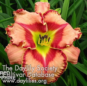 Daylily Red Sapphire
