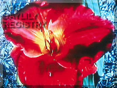 Daylily Red Shield