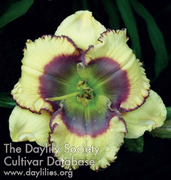 Daylily Rick's Pick