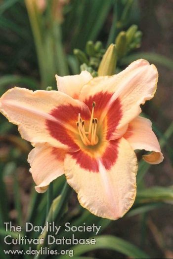 Daylily Right On