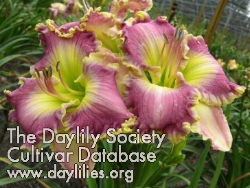 Daylily Ring the Bells of Heaven