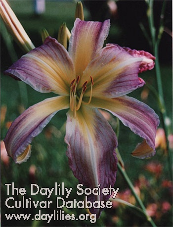 Daylily Rose for Charlotte
