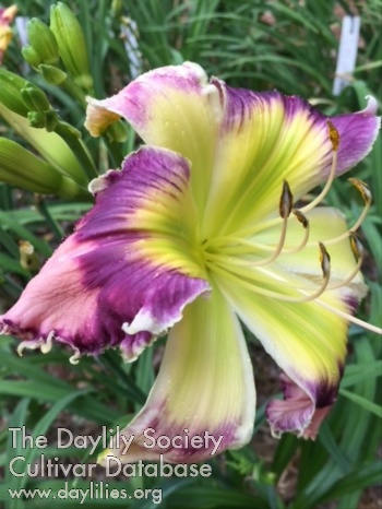 Daylily Shelter of Your Wings