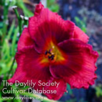 Daylily Spacecoast Red Dazzler