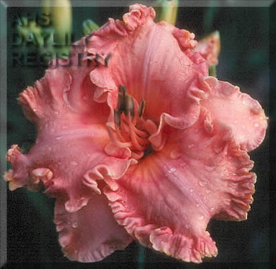 Daylily Spacecoast Cotton Candy