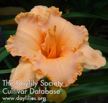Daylily Spacecoast Dixie Chick