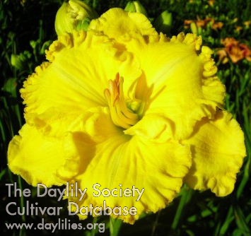 Daylily Spacecoast Hope Beacon