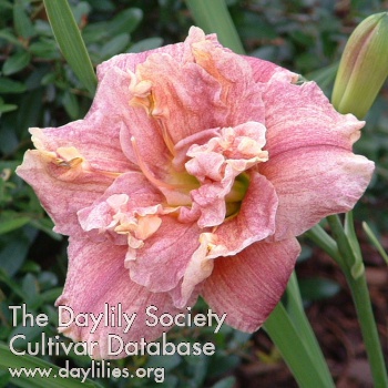 Daylily Spotted Fever