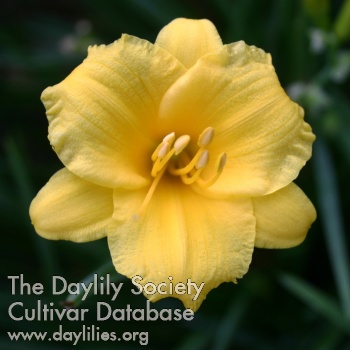 Daylily Stella de Oro