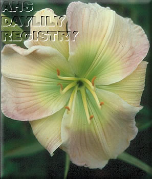Daylily Substantial Evidence