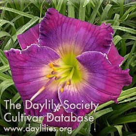 Daylily So Many Rivers