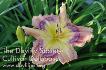 Daylily Spectacle of Right
