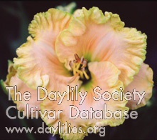Daylily Spectral Elegance