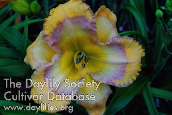 Daylily Sunflower Blues