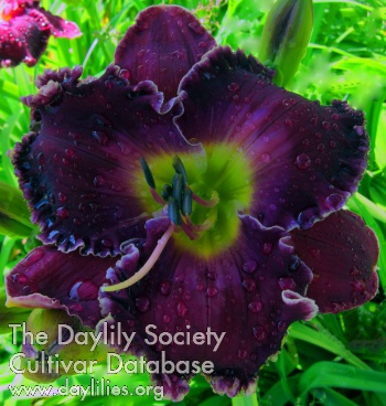 Daylily Tavares Dark Amethyst