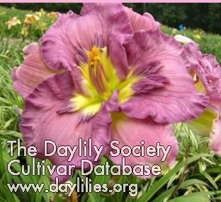 Daylily Texas Feathered Fancy