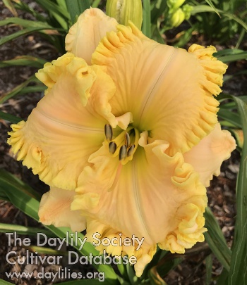 Daylily The Pressure Is On