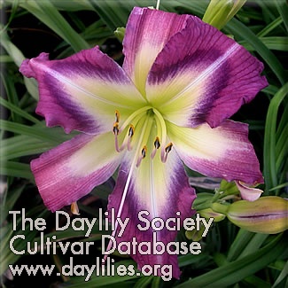 Daylily Tie-dye Illusion