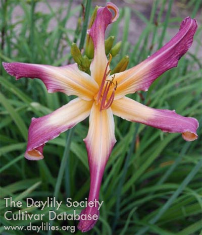 Daylily Totally Psyched