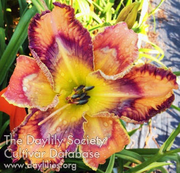Daylily Truly Exotic