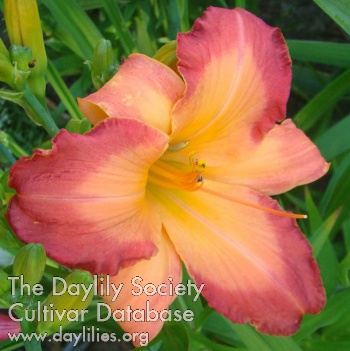 Daylily Two Sues