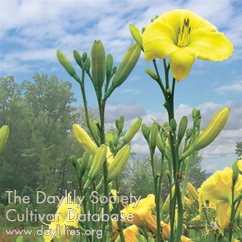 Daylily The Space Race