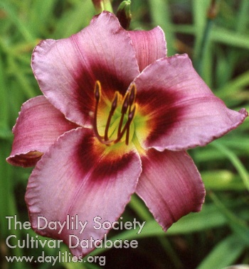 Daylily Unique Purple