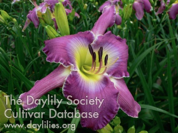 Daylily Under the Sea