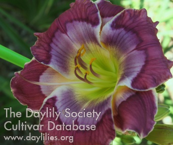 Daylily Unveiled Face