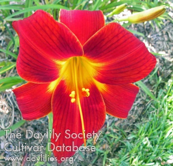 Daylily Velvet Gem