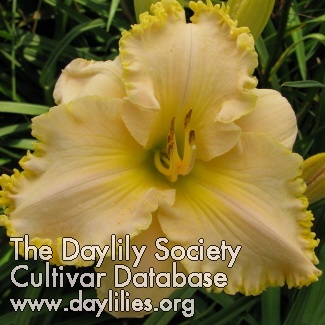 Daylily Wrapped in Moonlight