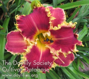 Daylily A Cookie for Milly