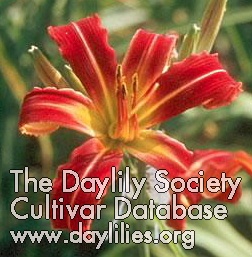 Daylily A Little Crabby