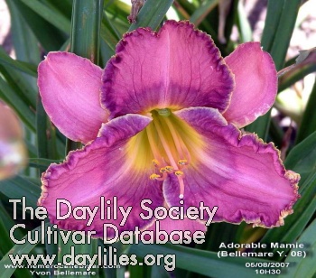 Daylily Adorable Mamie