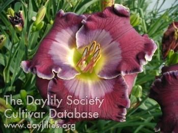 Daylily All Things Made New