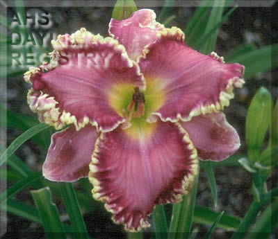 Daylily All About You