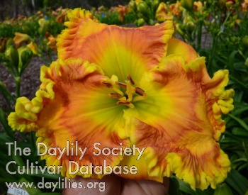 Daylily All Spiced Up