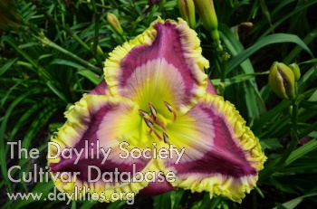 Daylily All Together Now