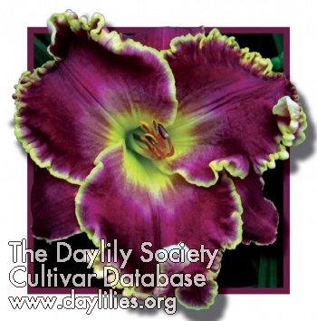 Daylily All Things Regal
