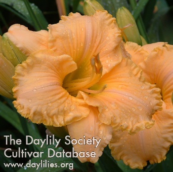 Daylily America's Most Wanted