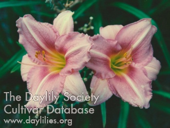 Daylily American Folklife