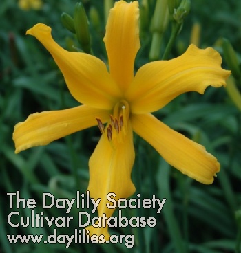 Daylily Ancient Elf