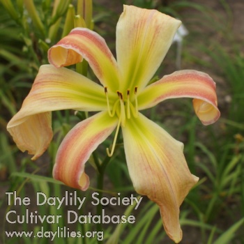 Daylily Apatura Pastel Spider