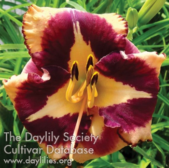 Daylily Applied Science