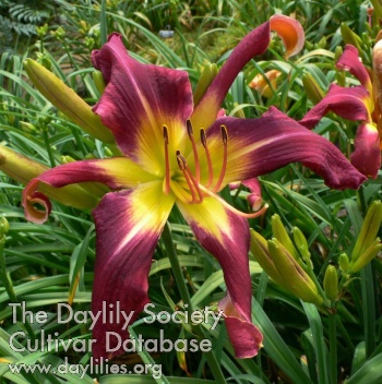 Daylily Are You Kitten Me?