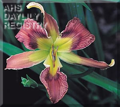 Daylily Armed and Dangerous