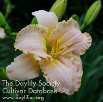 Daylily Ascending Peculiarities